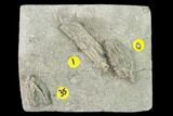 Three Species of Crinoids on One Plate - Crawfordsville, Indiana #149014-1